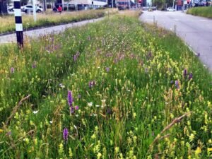 Bloemen in de berm 300x225